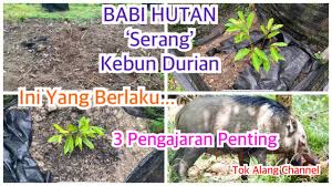 Cara mengusir hama babi di lahan kita/tanaman kita, menggunakan pengharum pakaian(downy). Cara Berkesan Mengatasi Gangguan Babi Hutan Youtube