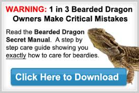 Bearded Dragon Lifespan Bearded Dragons