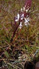 Image result for Glossostelma carsonii