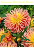 When the spaniards over ran the civilizations in. 2 Cactus Dahlia Alfred Grille Tuber Bulb Clump Perfect Mothers Day Gift Giant Flower Blooms Buy Online In Cayman Islands At Cayman Desertcart Com Productid 132328524