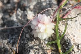 Image result for Cuscuta planiflora