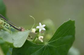 Image result for Zehneria scabra