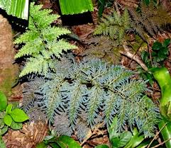 Image result for Selaginella vogelii