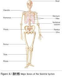 In this video i discuss the basic components and functions of the skeletal system. Functions Of The Skeletal System
