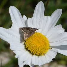 Image result for Pyrausta aerealis