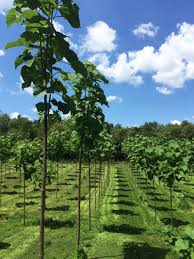 Pelo baum hair and scalp treatment trio is here to the rescue. Naturevest Grune Zukunft Gld Invest Group