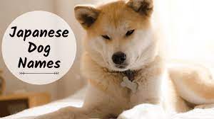 50 Best Japanese Dog Names For A Tosa Akita Or Shiba Inu Pethelpful