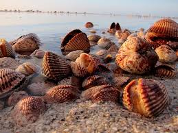 Cockles Down The Shore By Bob Dehoff Via Flickr Sanibel Island Sanibel Island Beaches Sea Shells