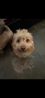 🚨🆘️🚨🆘️🚨🆘️🚨🆘️🚨🆘️🚨🆘️🚨🆘️ TIME IS OF THE ESSENCE FOR THIS  PRECIOUS SOUL...HELP‼️