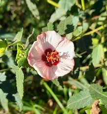 Image result for Pavonia