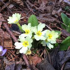 Marzo fiorellini bianchi sottobosco : 3 Fiori Primaverili Che Sbocciano Nei Boschi Di Montagna In Primavera