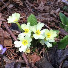 La base per cameo, color lilla e con tanto di fiocco, l'ho realizzata in porcellana fredda, in toto è alta circa 40 mm ma la porzione decorabile è solo 18 mm x 25 mm. 3 Fiori Primaverili Che Sbocciano Nei Boschi Di Montagna In Primavera