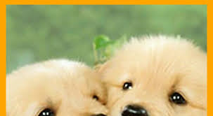 .sporting ao vivo grátis online, acompanhe sem travar o jogão entre sporting e benfica hoje dia 15/05/2021 aqui no futemax.gratis. Wallpapers Of Puppys Page 2 For Puppy Wallpapers In Ultra Hd Or 4k Asai Wallpaper