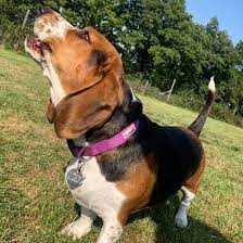 Is The Delightful Beagle Basset Hound Mix A Good Family Dog K9 Web