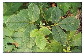 Image result for Allophylus abyssinicus