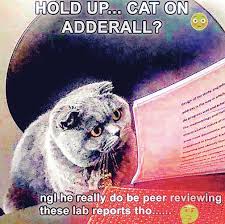 Cat Looking At Paper Report Request R Memetemplatesofficial