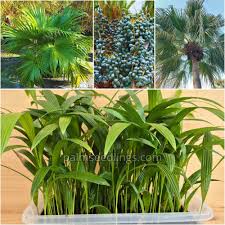 Image result for Livistona chinensis