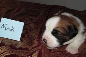 Bernard was a working dog, smart and strong, and nothing fluffy about them, just down to earth, honest to goodness dogs, sort of like blue collar workers, and thus the name. Akc St Bernard Purebred Puppies For Sale For Sale In Blaine Minnesota Classified Americanlisted Com