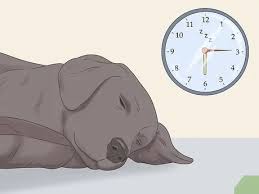 And not only are the potty bells dog training bells eliminating common housetraining complaints, they are also building positive relationships, are an impressive topic of conversation when company visits when your pooch touches the bells with her nose, give her a treat and praise her, with a good job! How To Potty Train Your Puppy Using A Bell With Pictures