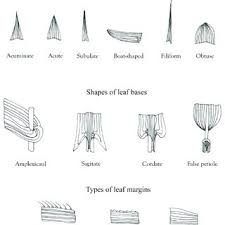 Image result for Andropogon perligulatus