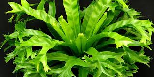Image result for Asplenium ceii