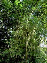 Image result for Bambusa vulgaris