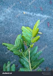 Image result for Ptaeroxylon