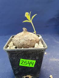 Image result for Raphionacme globosa