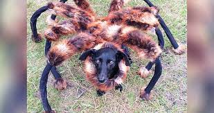 Not all exotic animals make good pets, please do research when contacting anyone on an animal you want as a pet. 11 Exotic Animals Trying Their Hardest To Steal The Title Of Man S Best Friend Away From Dogs