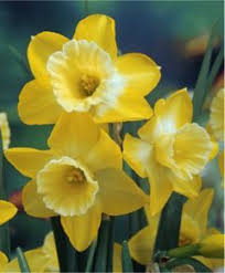 Narcissus Hillstar More Deeply Colored Than Intrigue Hillstar Yields Two To Three Bright Lemon Yellow 2 1 2 Flower Bulb Flowers Narcissus Flower Flowers