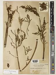 Image result for Macaranga angolensis