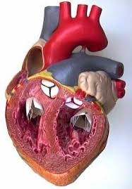 Heart Anatomy Interior View Cardiologia Cardiovascular Fisio
