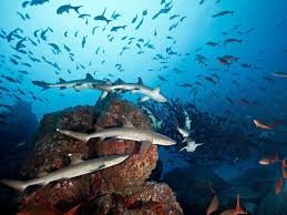 Abiotic And Biotic Factors In The Ocean How Marine Protected Areas Help Sustain Communities And Protect Ocean Life In 2020 Oceans Of The World National Geographic Society Fishing Photography
