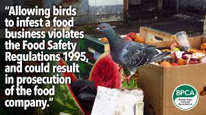 100 n brewer st greenwood, in 46142 business phone: Pest Advice For Controlling Pigeons Gulls And Other Birds