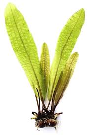 Image result for Aponogeton