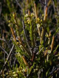 Image result for Thesium nigricans