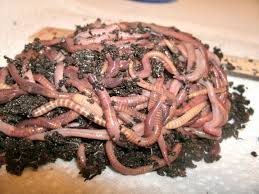 Great for composting and larger than the redworms so they can also the worms are sold as bed run, which means they will come in all sizes. Pin On Veg Knack Know How