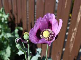 Poppy - Papaver Somniferum Grown From Mccormick Gourmet Organic Poppy Seed Gardening Garden Diy Home Planting Poppy Seeds Papaver Somniferum Somniferum