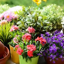 The simplest reason why most plants don't flower year round is that they can't sustain it, they will die. Isabelle Palmer S Best Container Plants For Year Round Colour