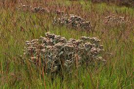 Image result for Vernonia turbinella