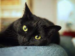Bekijk meer ideeën over zwarte katten, katten, katje katten. Dit Zijn De Liefste Zwarte Katten Van Arnhem