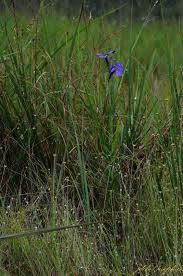 Image result for Lobelia chireensis
