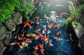 Mimpi dapat ikan belut memiliki tafsir mimpi yang hanpir sama seperti ikan lele. Laku Terjual Hingga Rp25 Miliar Ini Alasan Yang Membuat Ikan Koi Jadi Peliharaan Berharga Fantastis