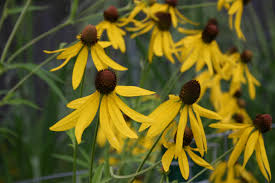 Image result for Cineraria pinnata