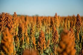 Image result for Sorghum
