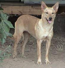 Beautiful Blonde Kelpie Australian Kelpie Dog Australian Kelpie Animal Photography Dogs
