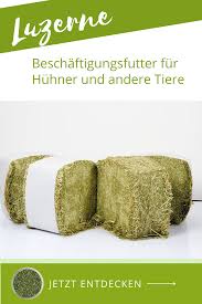 Bio Luzerne Ballen Beschaftigungsfutter Fur Huhner Und Andere Tiere 20 Kg In 2020 Huhner Futter Huhner Huhnergehege