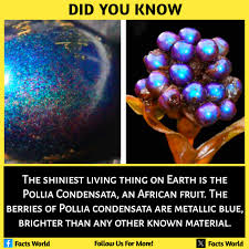 Image result for Pollia condensata