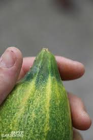 They also need regular watering, so your planting location should be a spot you can easily reach with a hose or watering can. Cucumber Plant Problems Identification And Organic Solutions