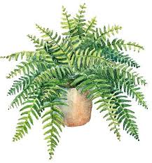 Image result for Oleandraceae